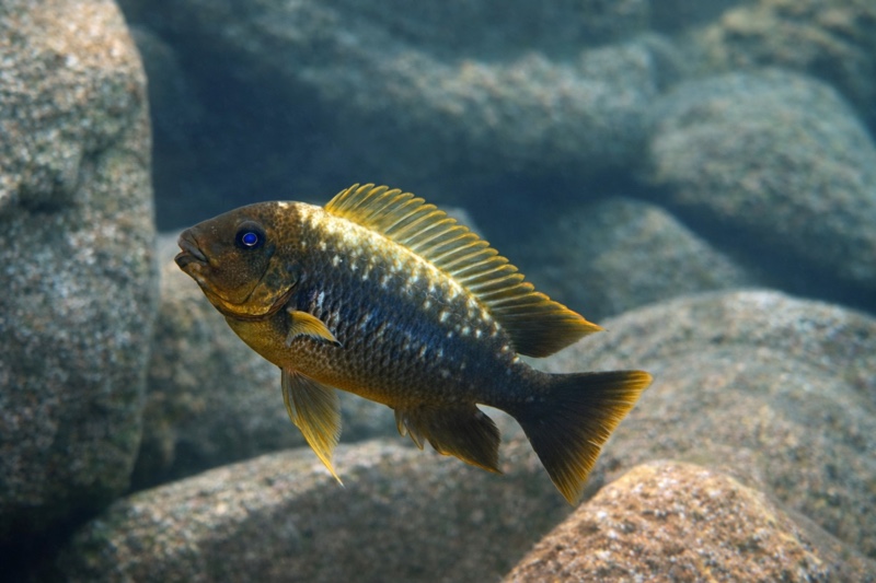 Petrochromis ephippium 'Katondo Point'